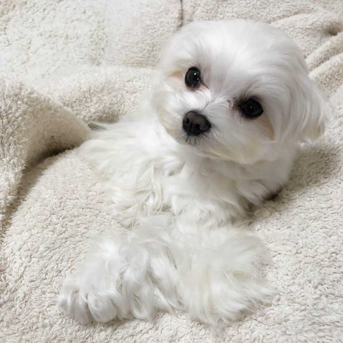 Most expensive dogs Most expensive dogs