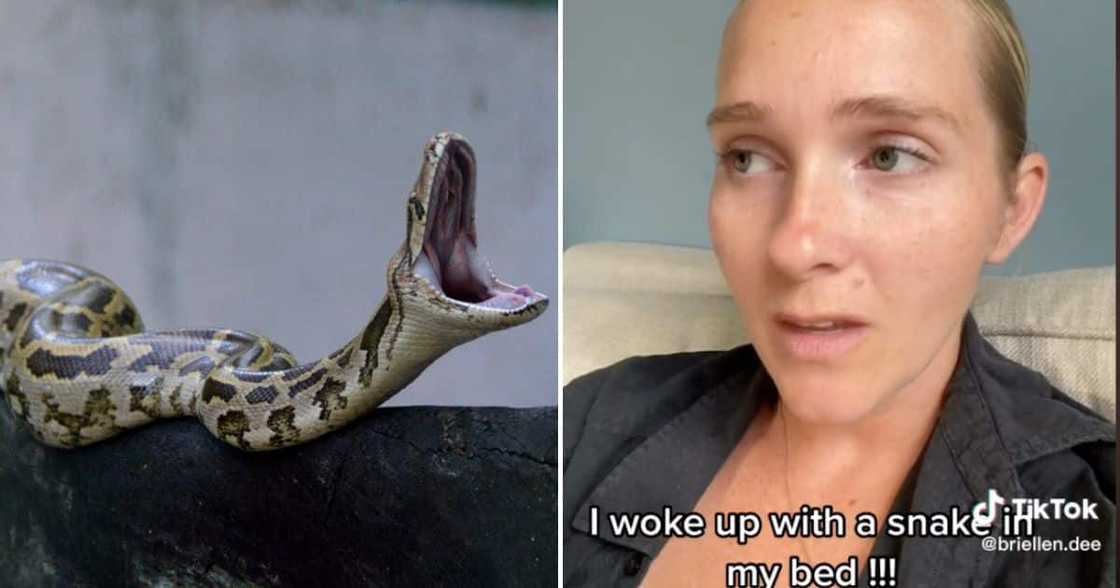 Australian mom shares viral Tiktok story waking up with snake in bed, netizens Australian mom shares viral Tiktok story waking up with snake in bed, netizens