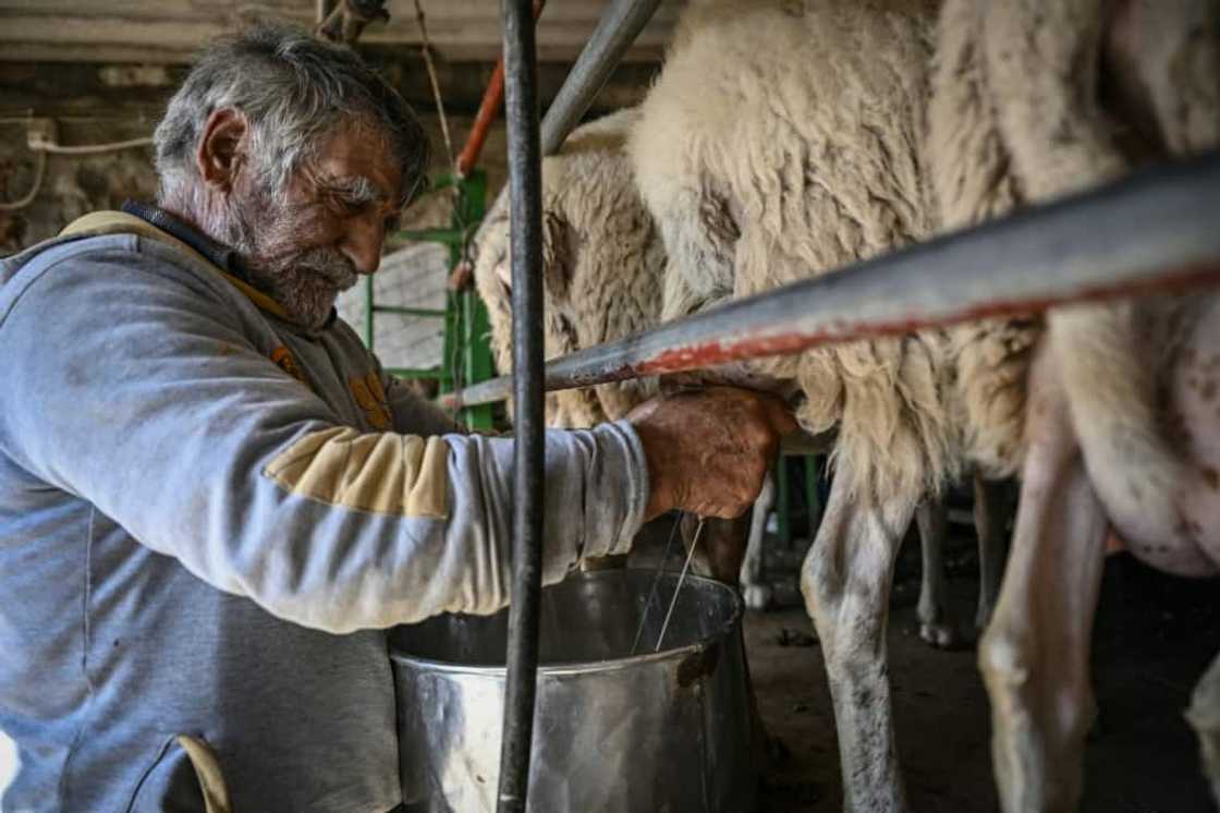 Shepherd Yannis Karganis says rising costs mean he cannot afford to live from his cheese-making business