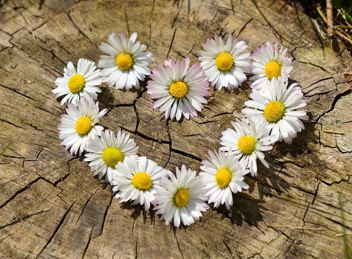 love images wallpaper love images wallpaper