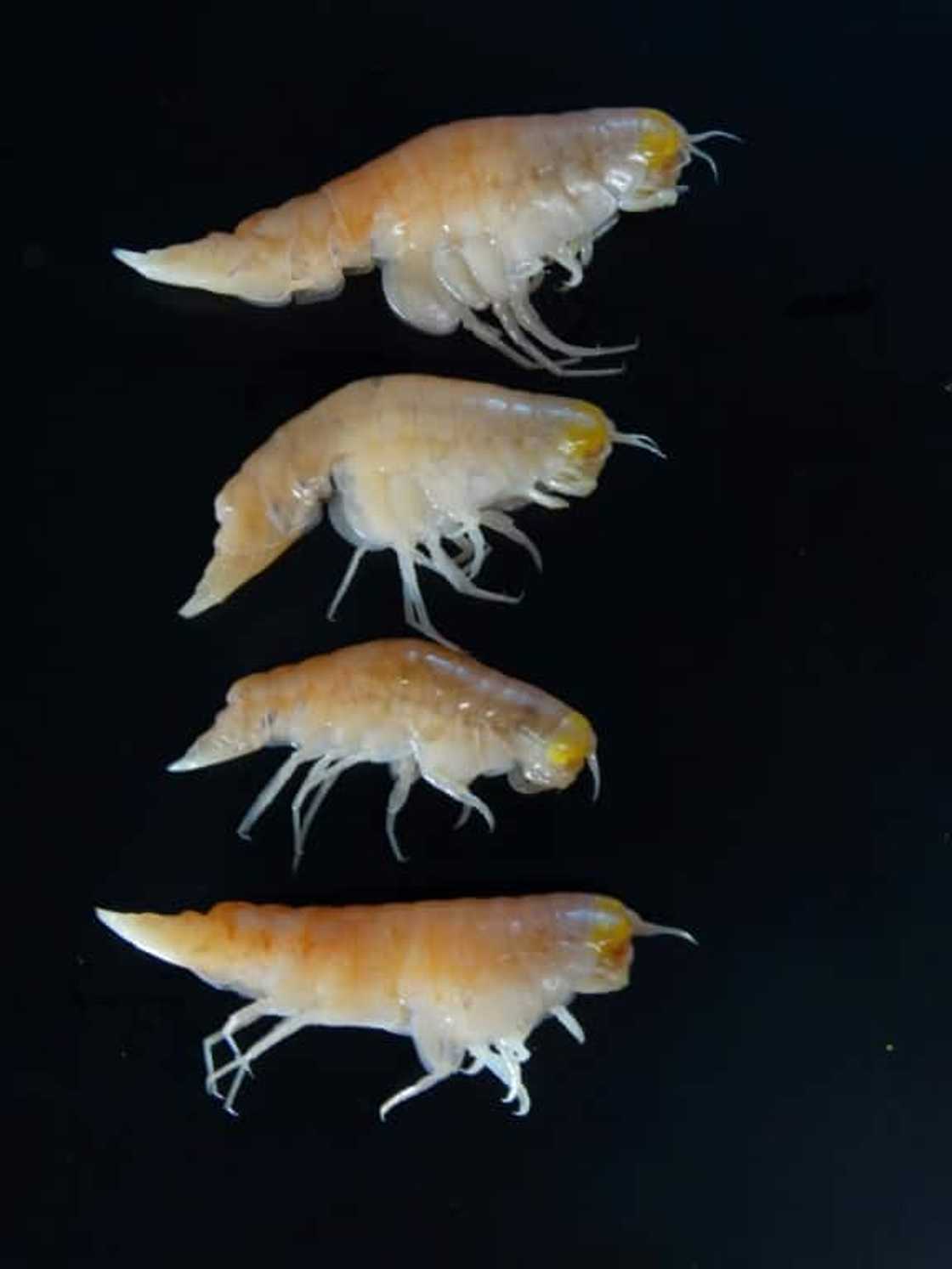 A study in Nature in 2017 found tiny crustations in the deepest depths of the Mariana Trench had 'extraordinary' chemical contamination A study in Nature in 2017 found tiny crustations in the deepest depths of the Mariana Trench had 'extraordinary' chemical contamination