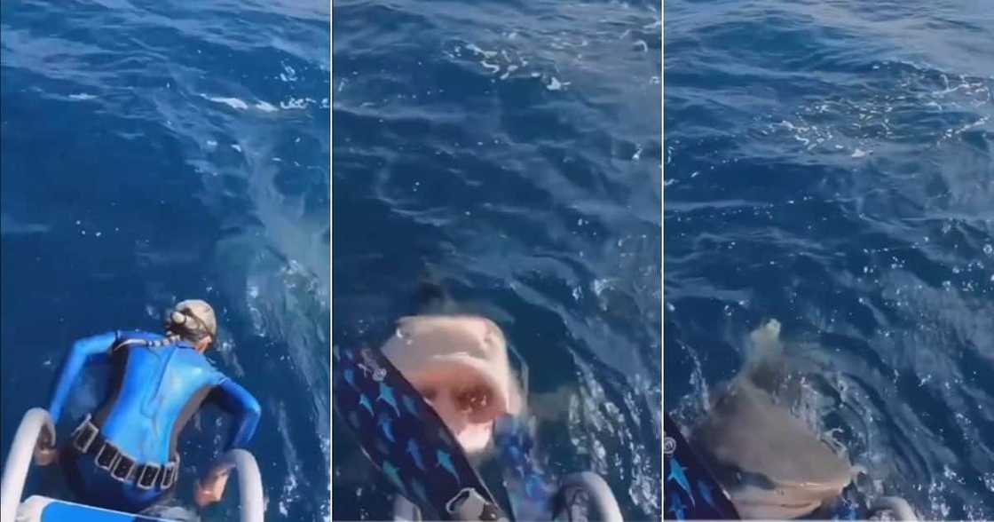 Shark nearly bites woman before dive in TikTok video