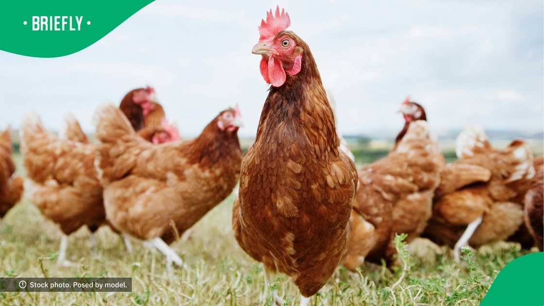 SA floored by flying chickens SA floored by flying chickens