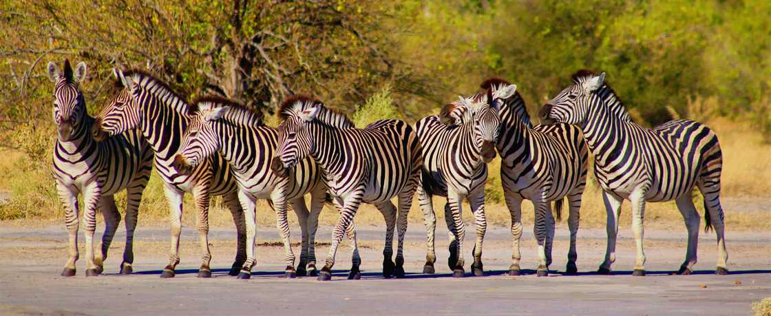 Zebras typically live in herds