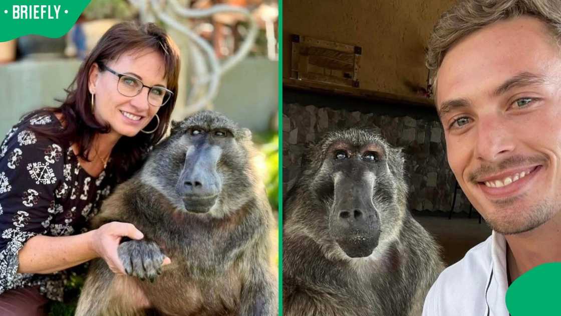 Cindy the Baboon with her family.