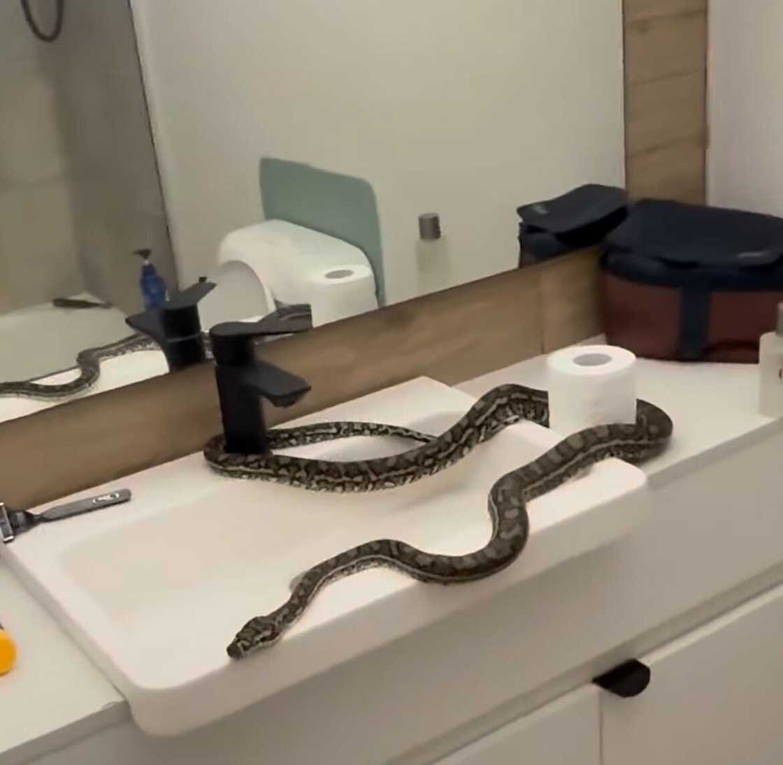 The discovery of a carpet python in a restroom caused a stir on the internet.