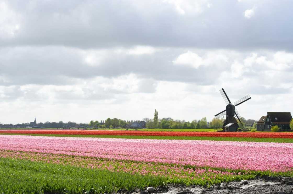 Dutch tulip farmers are worried about Brexit Dutch tulip farmers are worried about Brexit