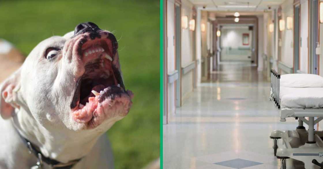 Pit bull and a hospital corridor Pit bull and a hospital corridor