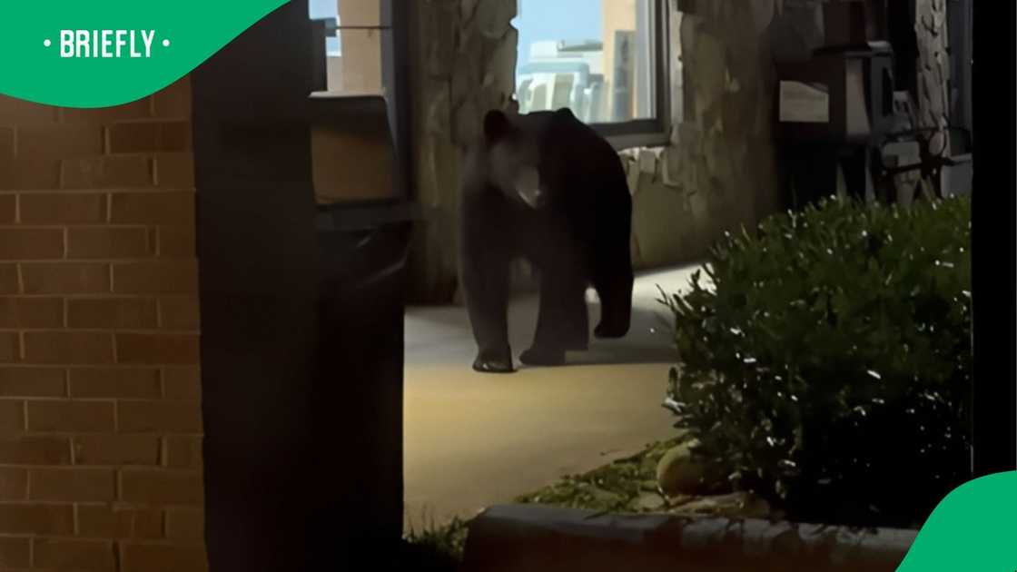 Woman scares bear with South African word Woman scares bear with South African word