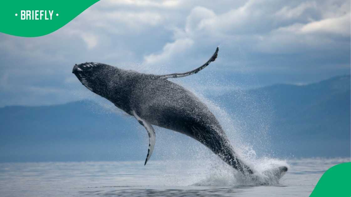 A TikTok video of whale watching in Durban showcased the captivated and vibey crowd. A TikTok video of whale watching in Durban showcased the captivated and vibey crowd.