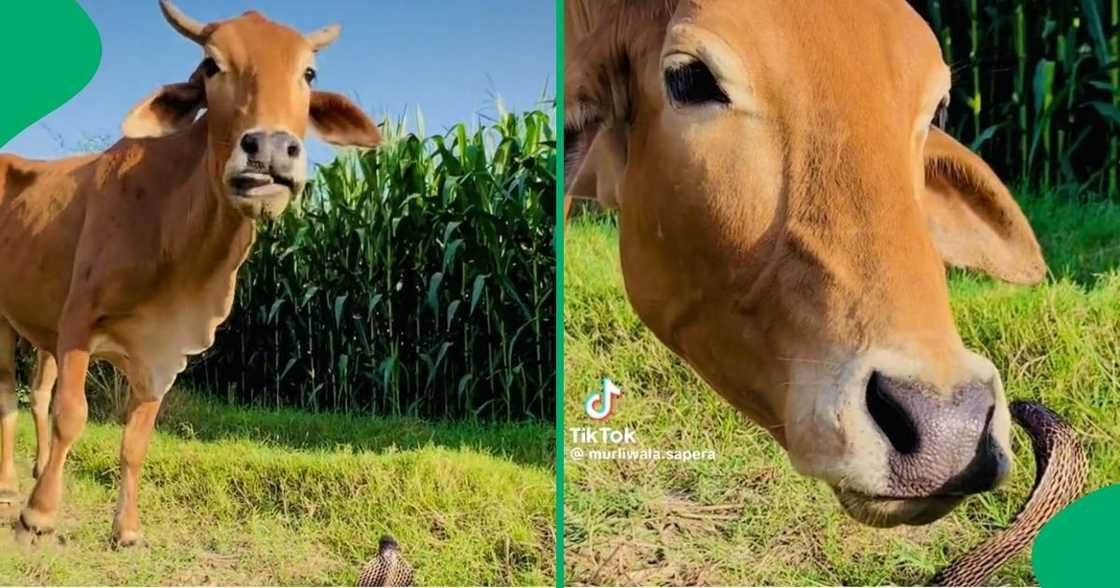 A cow had a face off with a cobra