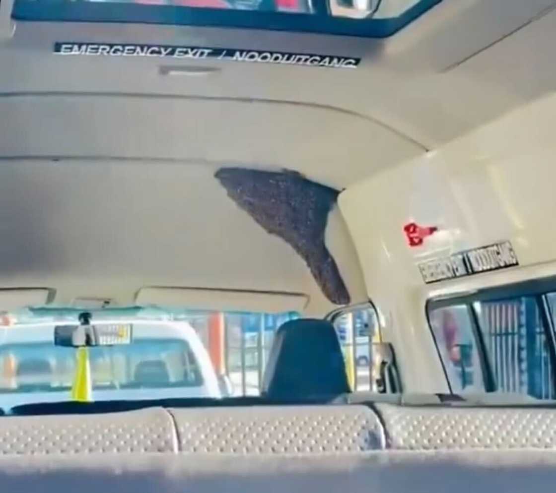 A swarm of bees was found in a Quantum in Limpopo, sparking a stir online.