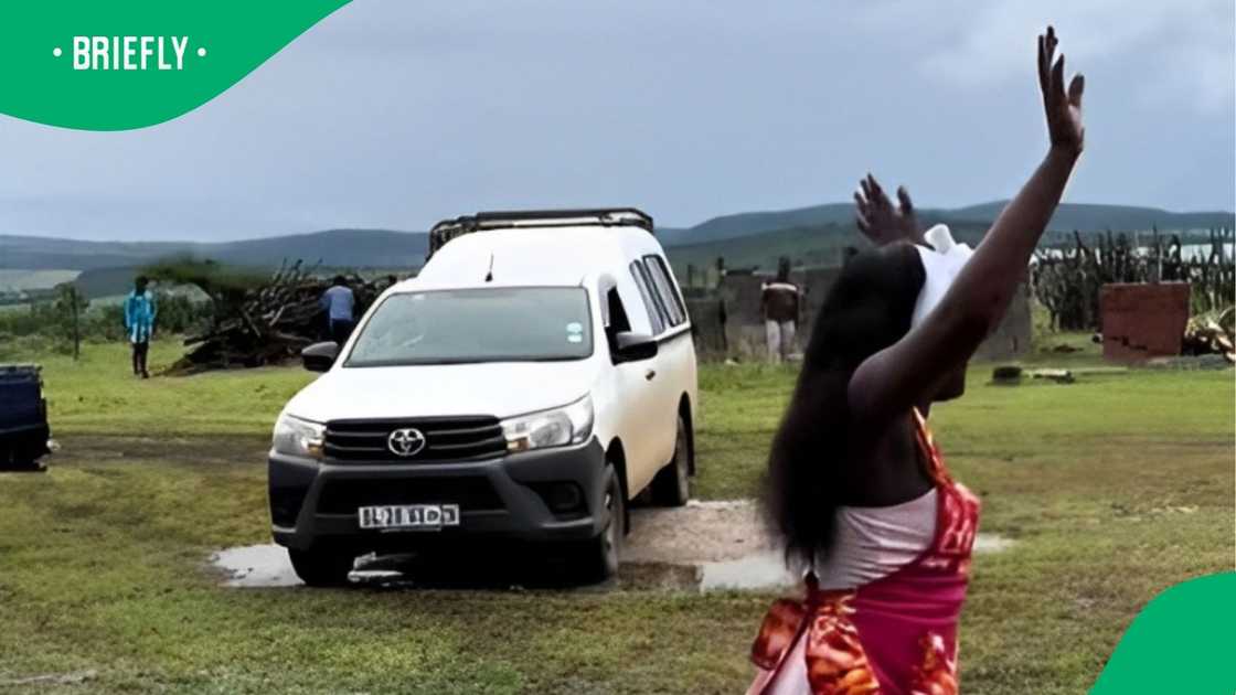A TikTok video shows lobola cattle delivery