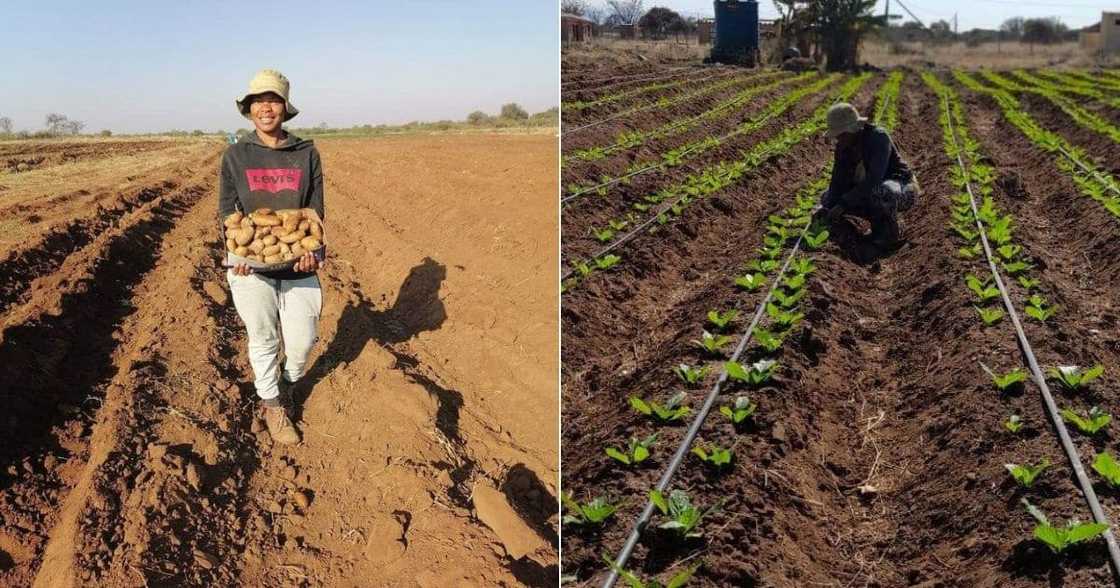 Cynthia Matome is a farmer from Limpopo. Cynthia Matome is a farmer from Limpopo.