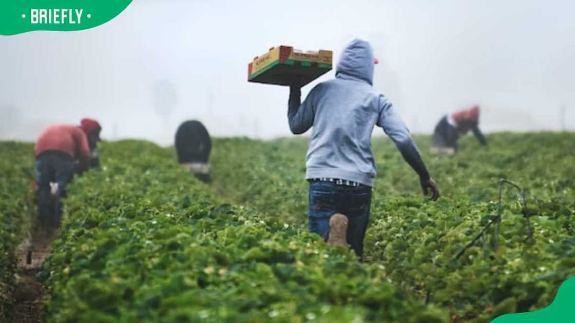 funding for agricultural startups funding for agricultural startups