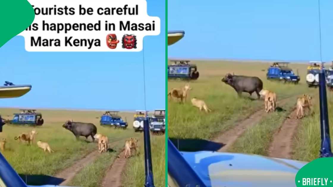A tense safari moment in the Masai Mara, Kenya, showcased a buffalo reacting to cars, sparking conversations about responsible animal watching A tense safari moment in the Masai Mara, Kenya, showcased a buffalo reacting to cars, sparking conversations about responsible animal watching