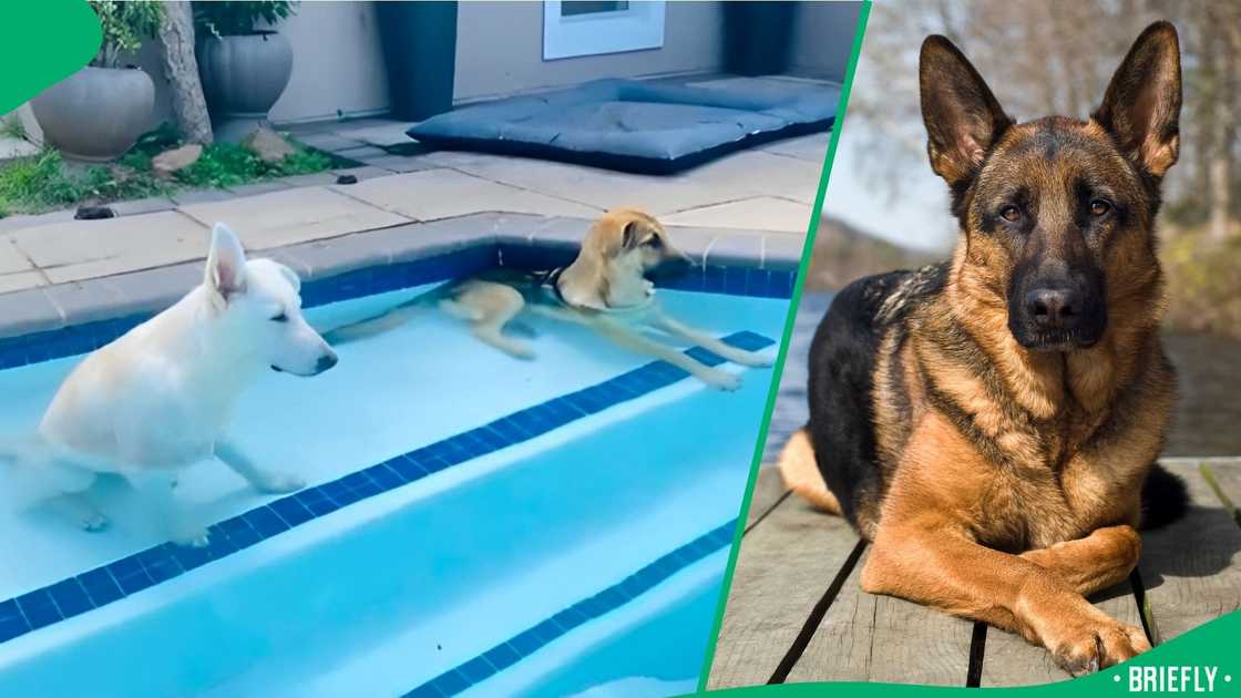 German Shepherds sitting in a pool.