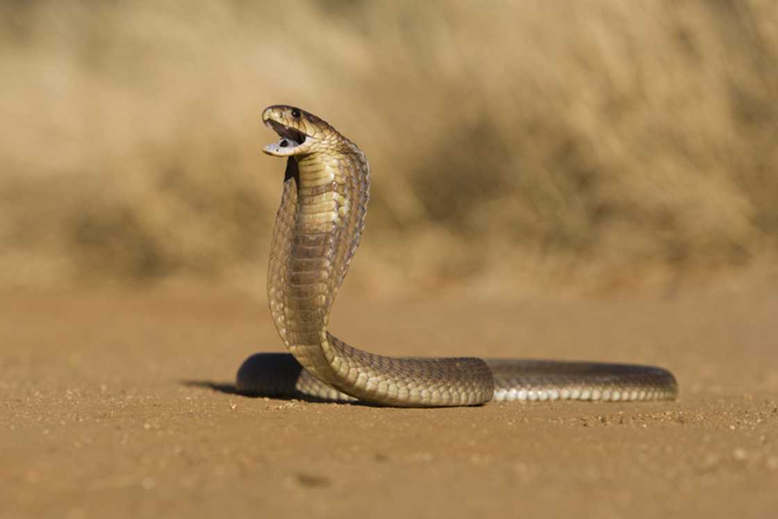Many were stunned when a snake was removed from a washing machine. Many were stunned when a snake was removed from a washing machine.