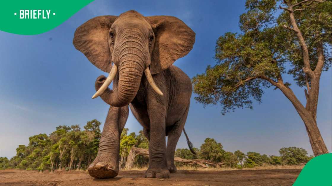 A charging elephant vs driver terrifying encounter left many people in SA buzzing. A charging elephant vs driver terrifying encounter left many people in SA buzzing.