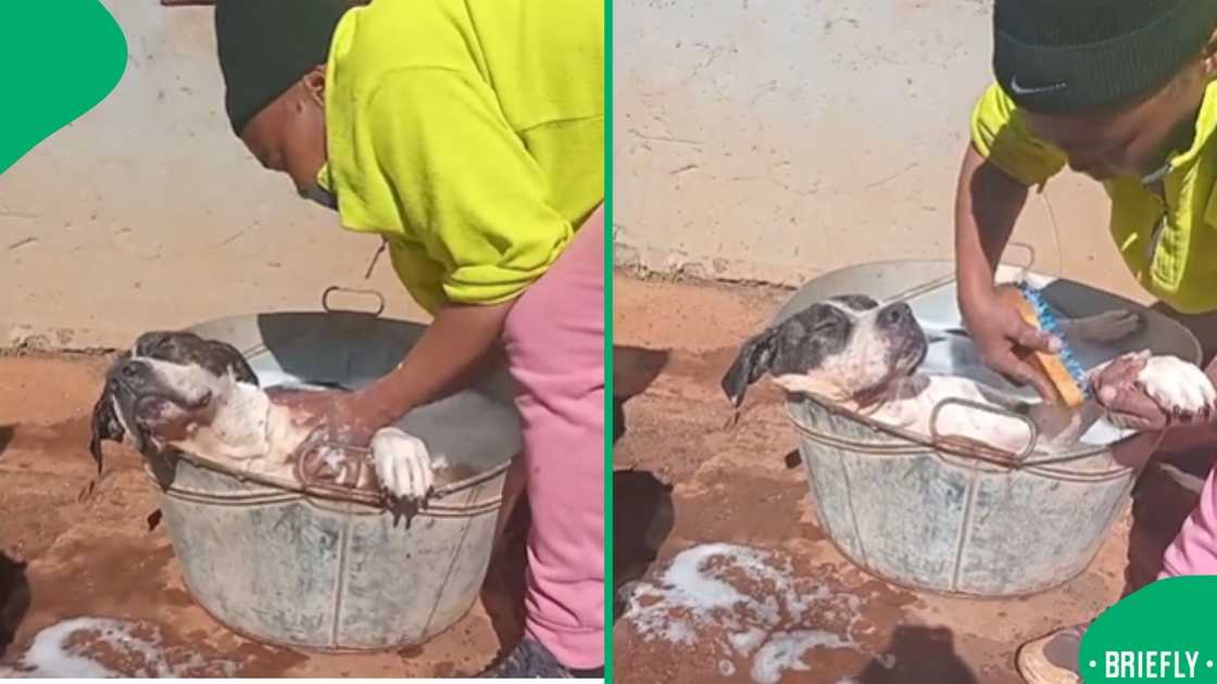 Social media users were charmed by a Tembisa gogo’s sweet moment bathing her relaxed, happy dog Social media users were charmed by a Tembisa gogo’s sweet moment bathing her relaxed, happy dog