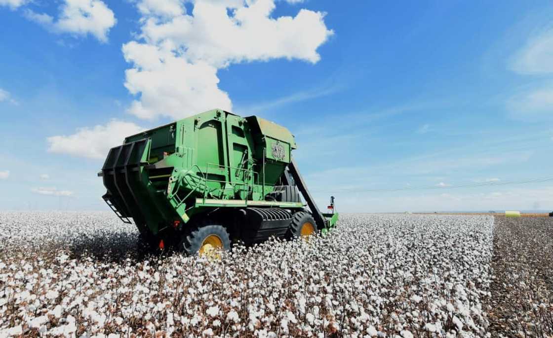 A combine harvests cotton in a field at Pamplona farm in Cristalina, Brazil on July 14, 2022 A combine harvests cotton in a field at Pamplona farm in Cristalina, Brazil on July 14, 2022