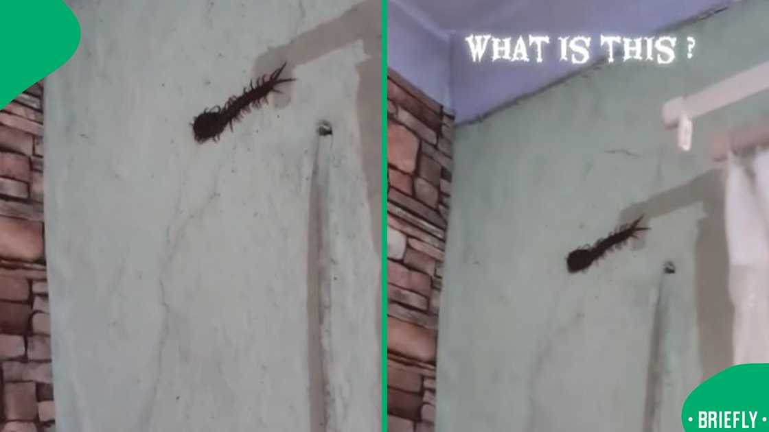 A TikTok screenshot captured the viral post that mixed fear with humour across South African timelines