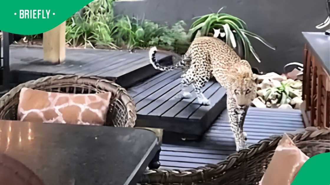 Leopard spotted at lodge