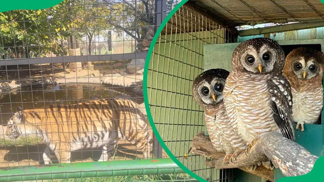 johannesburg zoo aquarium johannesburg zoo aquarium