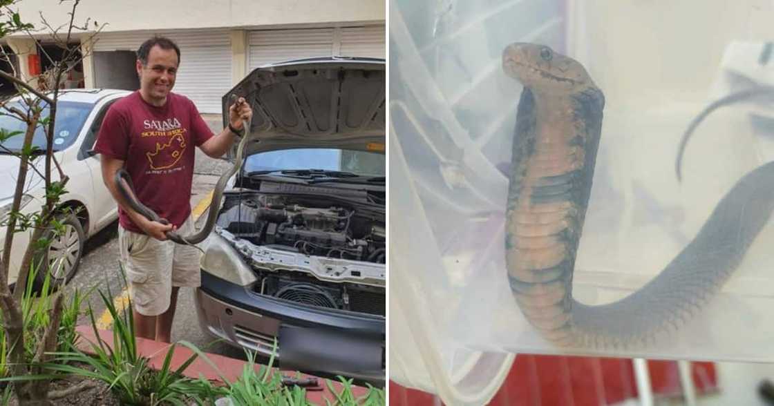 Nick Evans and a Mozambique Spitting Cobra Nick Evans and a Mozambique Spitting Cobra