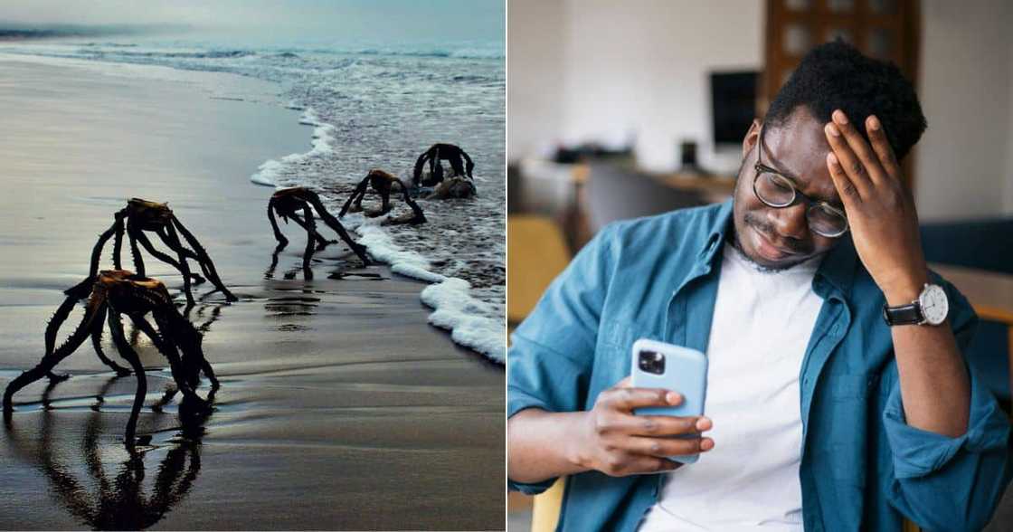 Suposed alien creatures on South African beach Suposed alien creatures on South African beach