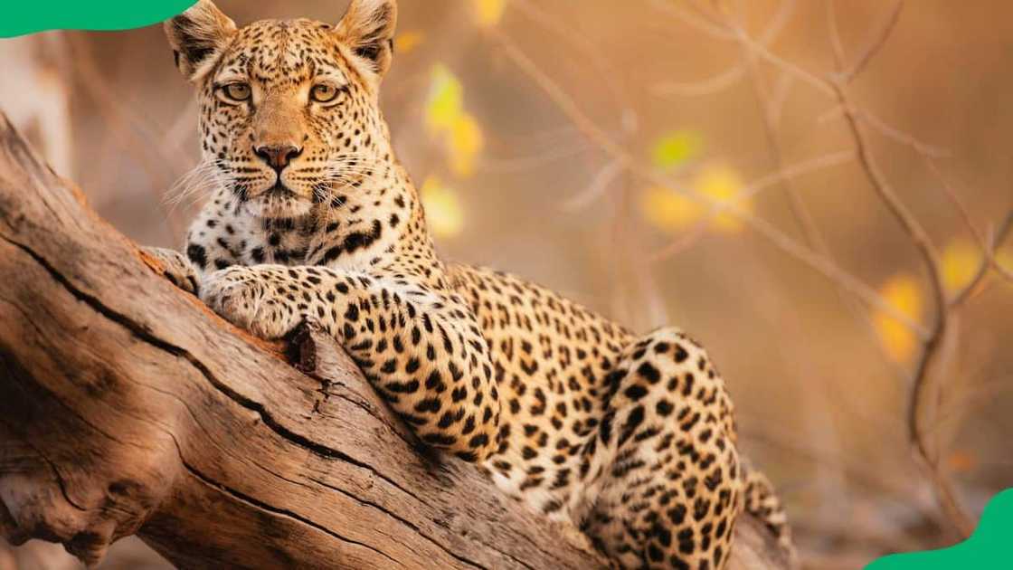 Big Five animals photos Big Five animals photos