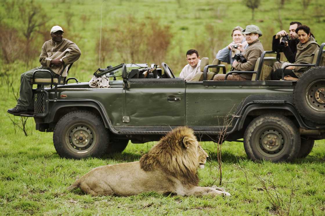 Lions can get close to tourists Lions can get close to tourists
