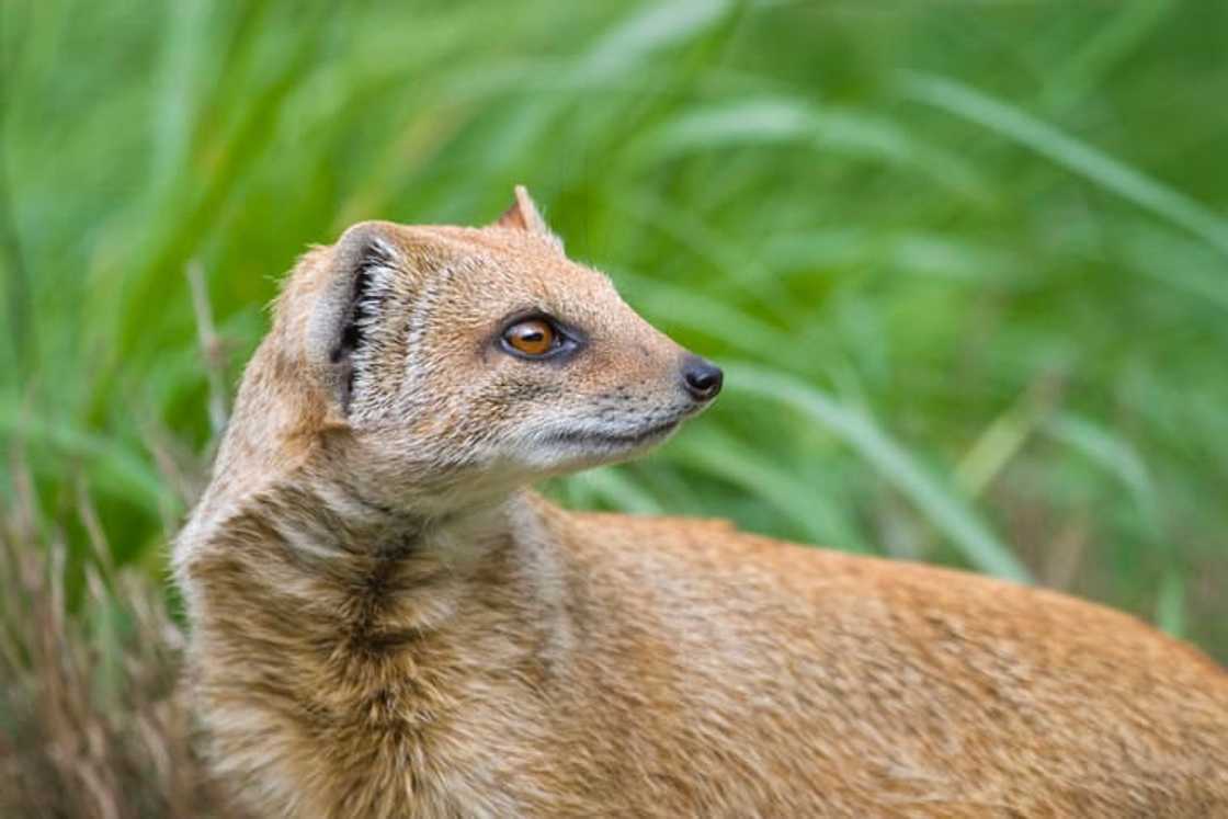 Yellow Mongoose