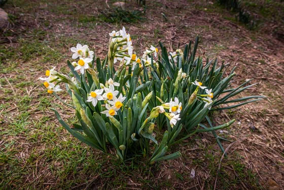 birth flower birth flower