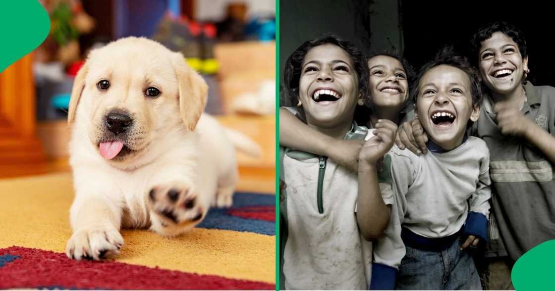 Boy pleads to keep puppy in viral video Boy pleads to keep puppy in viral video