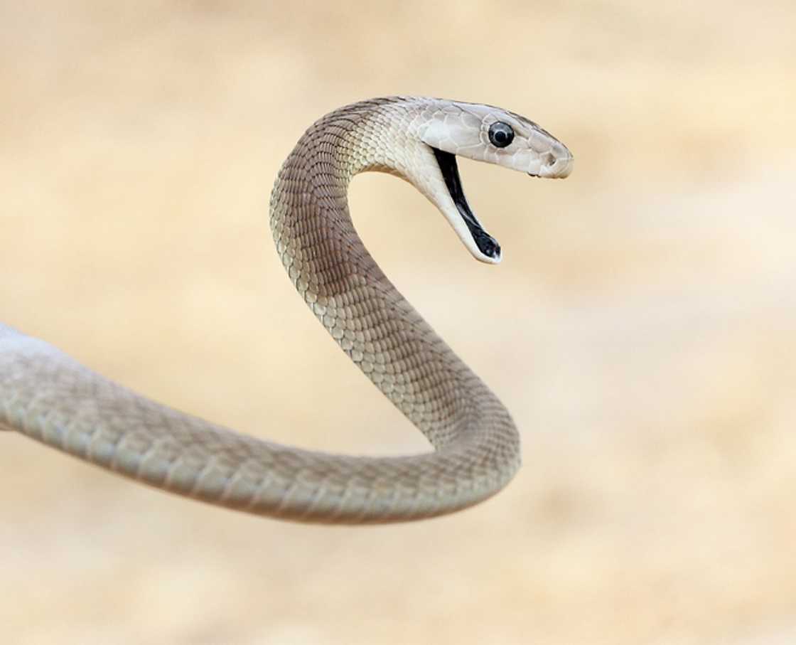 Black mamba went viral for walking in a video Black mamba went viral for walking in a video