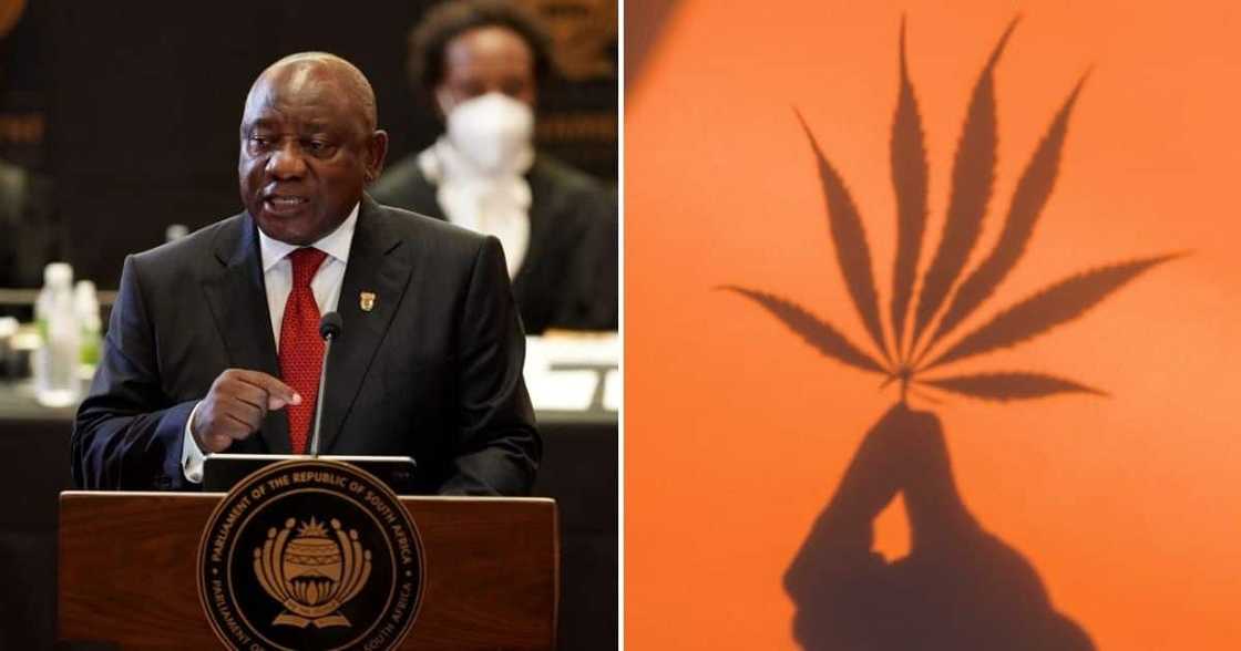 President Ramaphosa, Cyril Ramaphosa, cannabis, hemp, foreign investment, economy, business, trade, State of the Nation Address, SONA