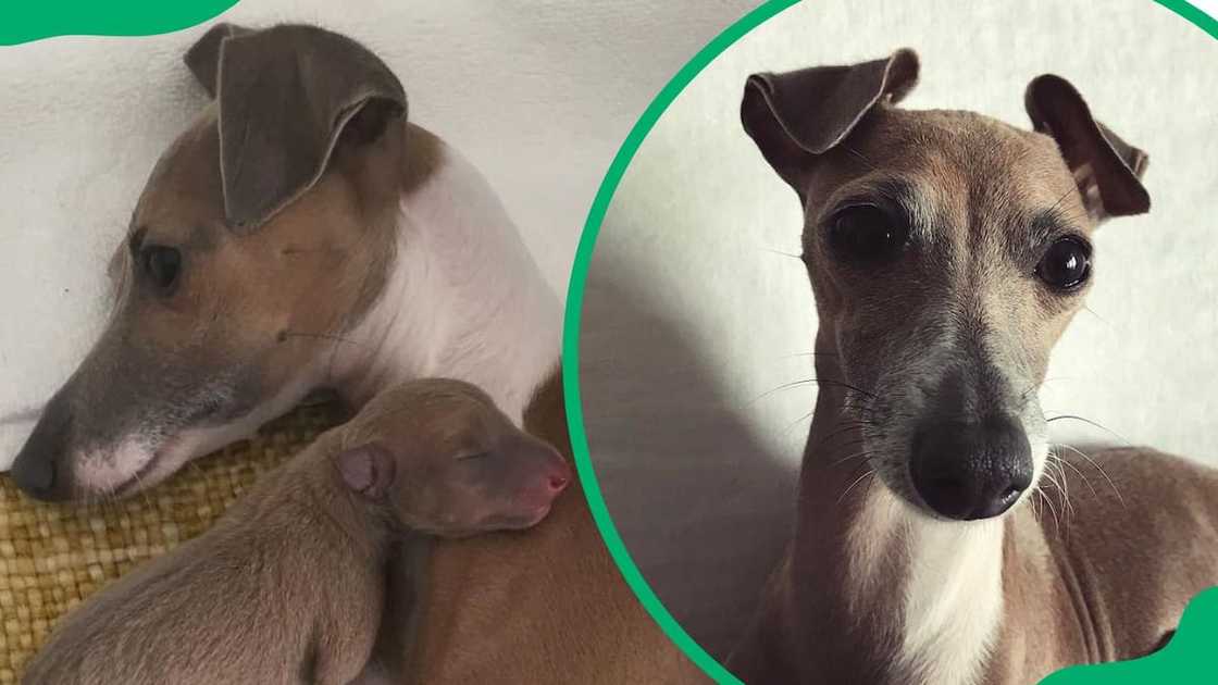 Bambi taking care of her puppies (L). The dog relaxing at home (R) Bambi taking care of her puppies (L). The dog relaxing at home (R)