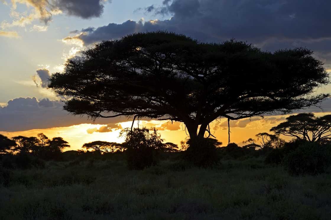 Silhouetted acacia tree at sunset in the African savanna.