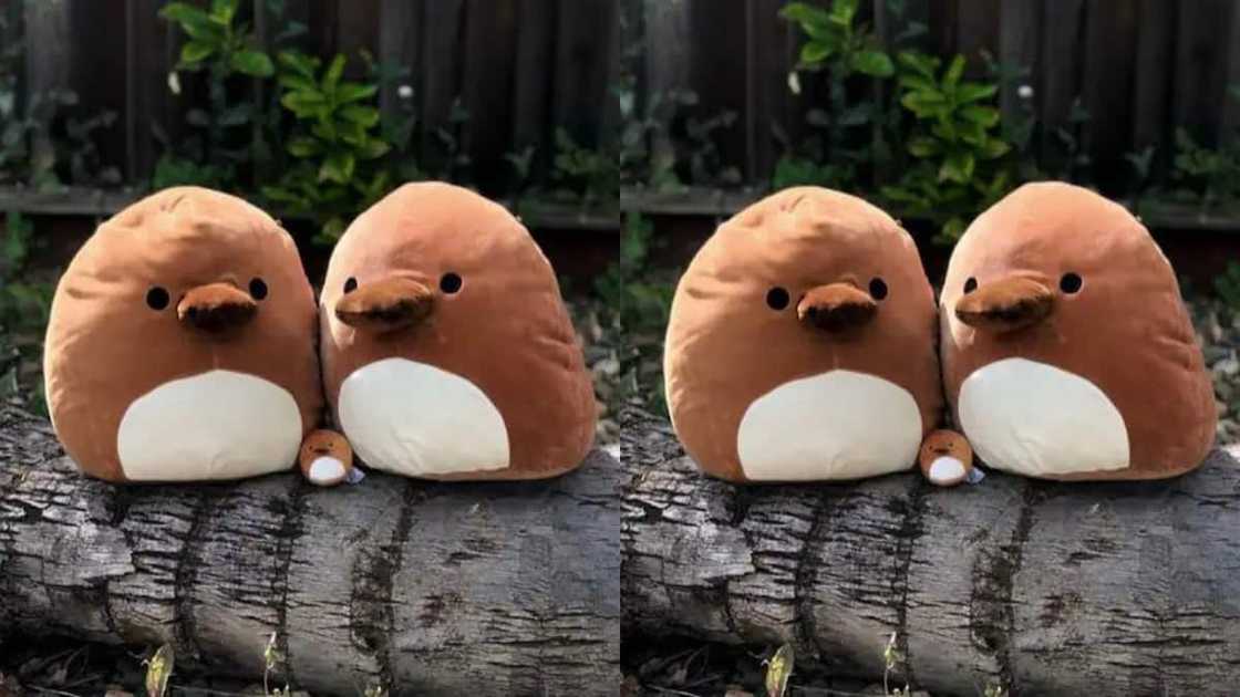 Santino Squishmallow Santino Squishmallow