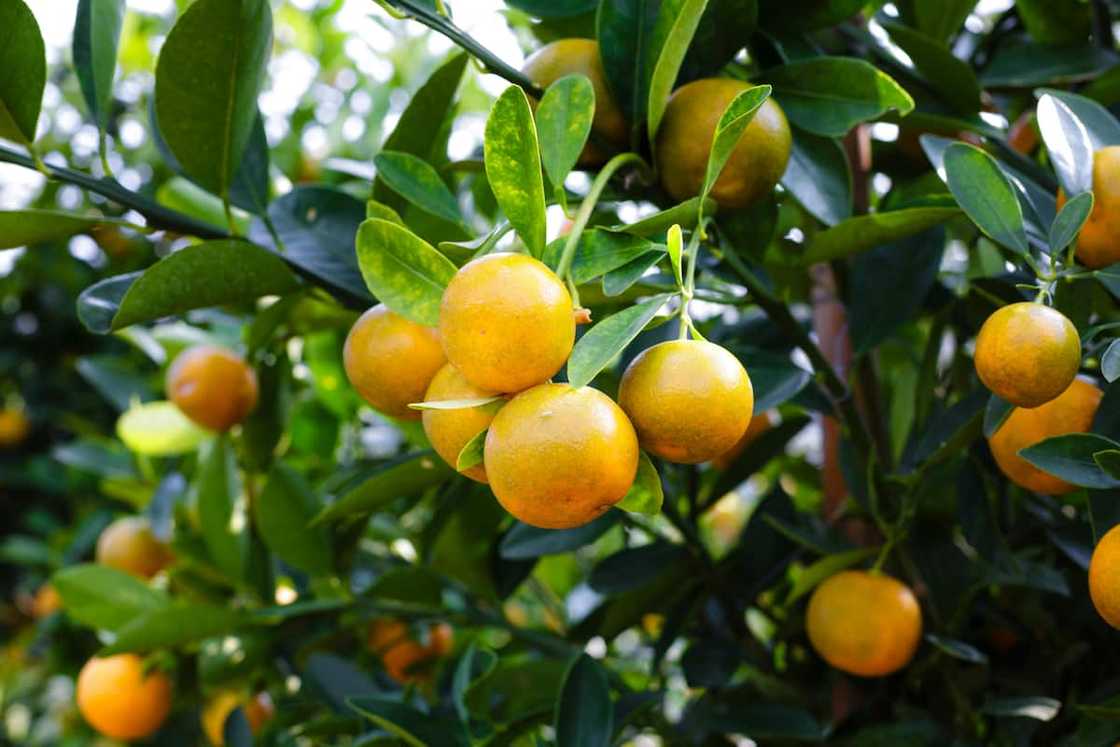 Where can I study agriculture in South Africa? Where can I study agriculture in South Africa?