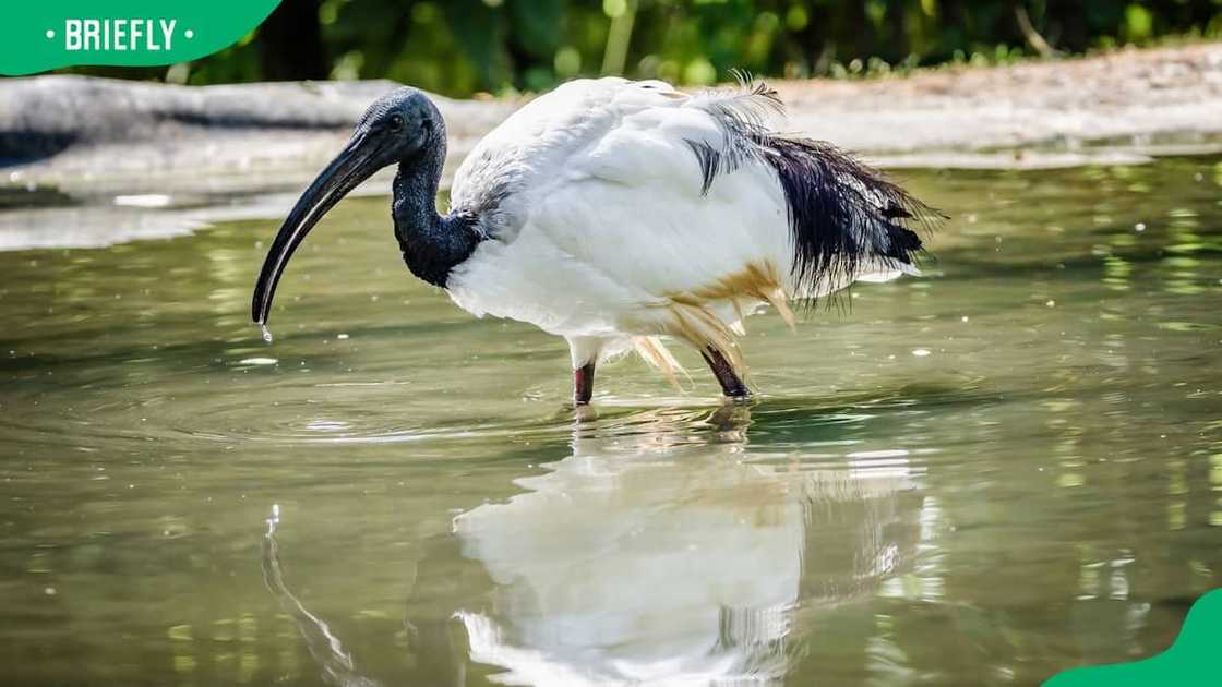 An ibis perching in a lake An ibis perching in a lake
