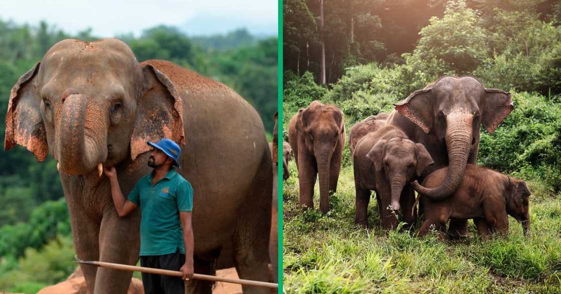 TikTok video of elephants with former caretaker TikTok video of elephants with former caretaker