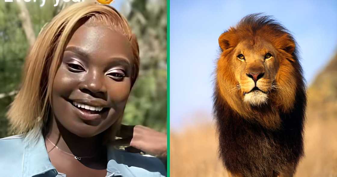 A TikTok video shows a lion attacking a safari car driver. A TikTok video shows a lion attacking a safari car driver.