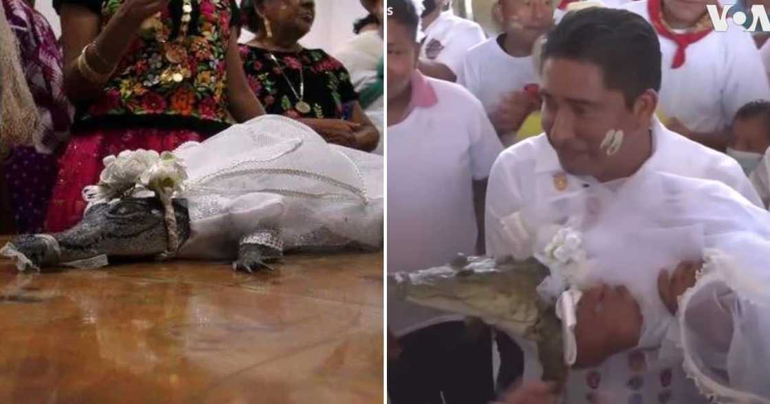 Relationships, Wedding, Marriage, World News, Mexican Mayor, Marries Alligator, Nuptial Kiss, Village Relationships, Wedding, Marriage, World News, Mexican Mayor, Marries Alligator, Nuptial Kiss, Village