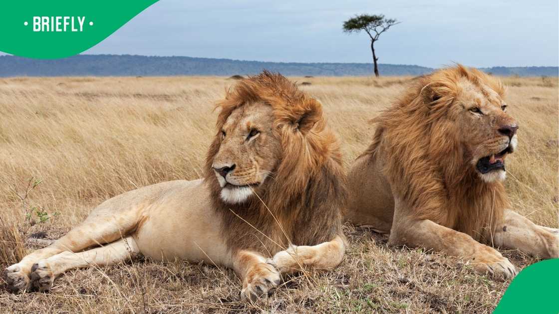 The lions have more space and freedom than they have ever known The lions have more space and freedom than they have ever known