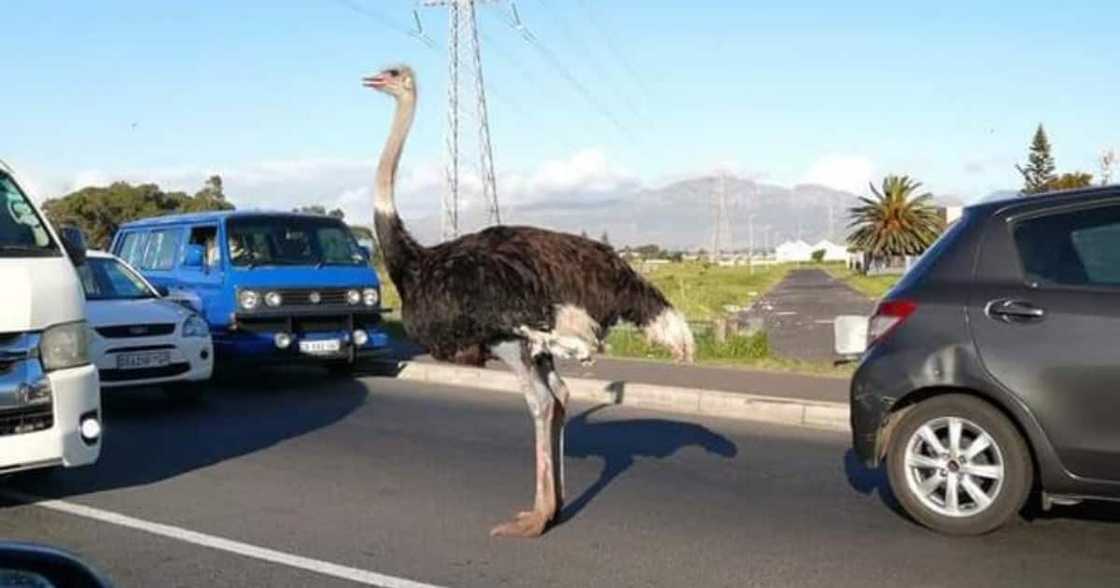 Ostrich, Cape Town, streets, social media Ostrich, Cape Town, streets, social media