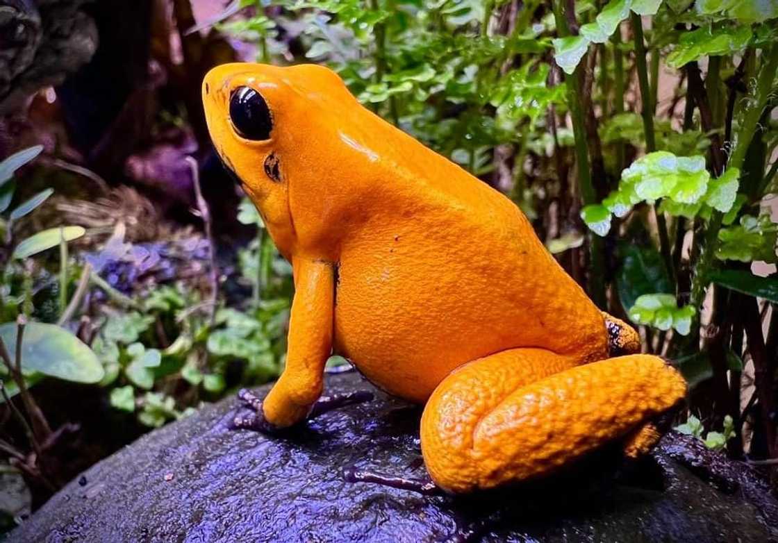 World's most dangerous animals in the world | Top 25 list World's most dangerous animals in the world | Top 25 list