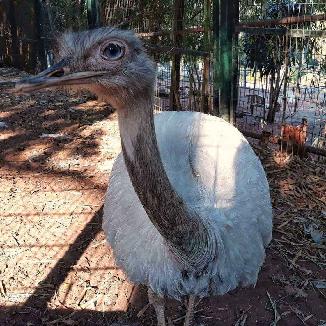 Ostrich Ostrich