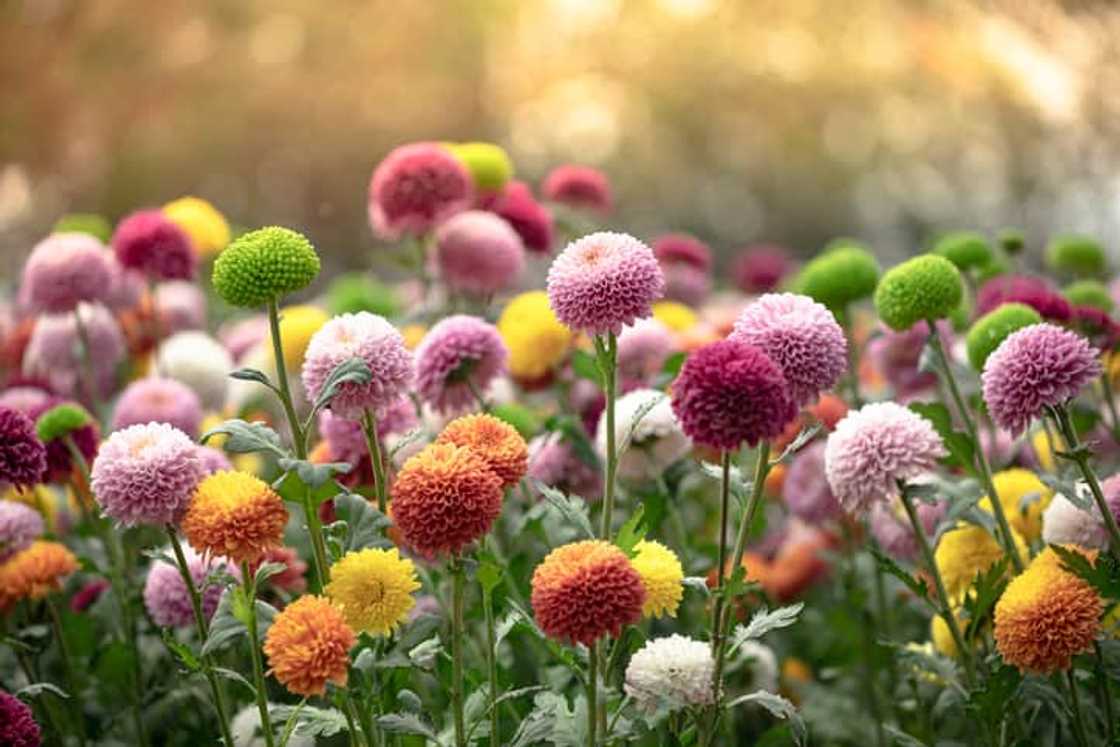 november birth flower november birth flower